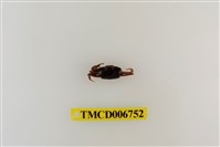 藏品(北方丑招潮蟹)的圖片